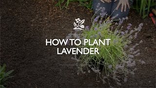 How to Plant a Lavender  Monrovia Garden [upl. by Sedgewinn]