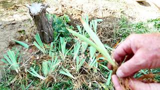 How to Divide and Plant Bearded Iris [upl. by Adnima]