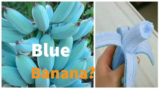 bluejawabanana bluebanana This banana taste just like ice cream’ ever tried the blue Jawa banana [upl. by Annahsohs845]