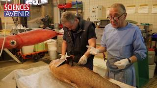 REPORTAGE Leçons de taxidermie sur spécimens marins au Museum National d’Histoire Naturelle [upl. by Anyalram]