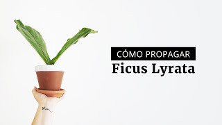 Cuidados y reproducción del Ficus Lyrata [upl. by Fricke]