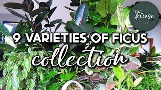 Ficus Plant Collection and Care Tips [upl. by Guendolen]