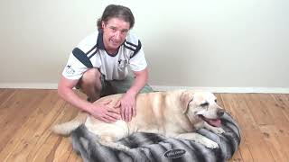 3 Simple Massage Techniques For Senior Dogs amp Dogs With Arthritis [upl. by Seluj]