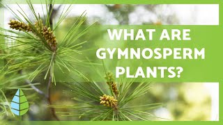 GYMNOSPERM PLANTS 🌲 Characteristics Examples Reproduction and more [upl. by Amargo850]