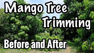 Mango Tree Trimming at Truly Tropical Before and After [upl. by Clemmy]