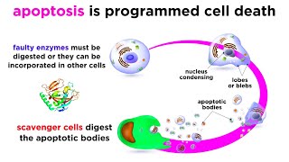 Apoptosis Programmed Cell Death [upl. by Adna135]