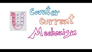 Counter Current Mechanism Easy Presentation [upl. by Mcafee]