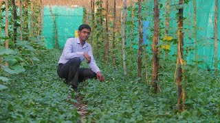 How can a small farmer earn Rs 15 lakh from multilayer farming [upl. by Ekle105]