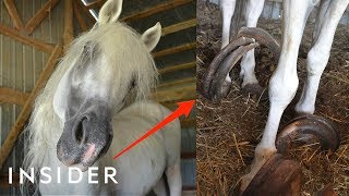 Rescue Horse With 30Pound Hooves Can Walk Again  Insider [upl. by Thompson]