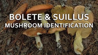 Bolete amp Suillus Mushroom Identification with Adam Haritan [upl. by Rochella50]