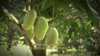 Empowering mango growers of Samal Island Philippines [upl. by Esenwahs109]