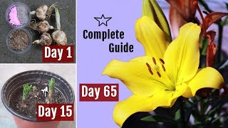 How to Plant Grow amp Care Asiatic LiliesLilium Bulbs in Pots 65 Days Update [upl. by Yhtnomit]