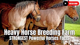 Heavy Horse Breeding Farm  STRONGEST Powerful Horses Facts [upl. by Yousuf]