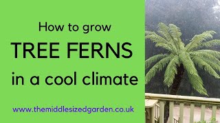 Growing tree ferns  everything you need to know [upl. by Ahset]