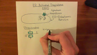 Endoplasmic Reticulum Activated Degradation ERAD Part 1 [upl. by Eudocia743]