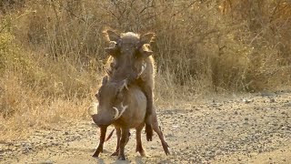 Warthogs mating [upl. by Kowal502]