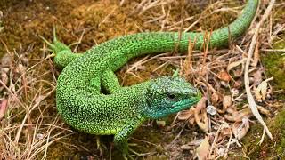 european green lizard Lacerta viridis [upl. by Nhguavad]