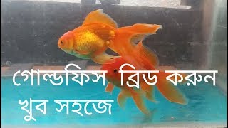 goldfish breeding bangla 100 success [upl. by Gaultiero]