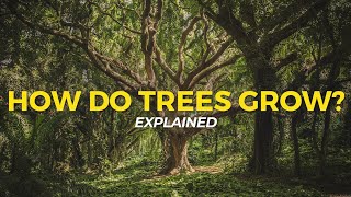 How Trees Grow  Eco Facts  One Tree Planted [upl. by Maren150]