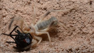 Camel Spider Captures And Preys On Black Widow Warning May be disturbing to many viewers [upl. by Aerdnuahs491]