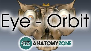 Orbit  Eye Anatomy [upl. by Seaton484]