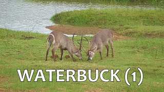 SOUTH AFRICA Waterbuck 1 Kruger national park [upl. by Saunder]