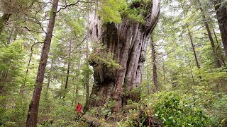 Canadas Most Impressive Tree  Clayoquot Sound BC [upl. by Devy]