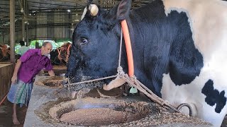 Big Cow Farm in Bangladesh  Al Madina Farm  Big Big Cow Part 2 [upl. by Brietta]