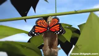 Butterfly life cycle 3d animation [upl. by Dekow]