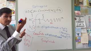 Membrane Lipids  Glycerophospholipids and Sphingolipids [upl. by Bigner161]