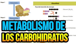 Metabolismo de los carbohidratos [upl. by Esli686]