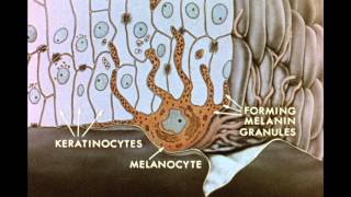 7 Pigment Transfer in Skin Cells [upl. by Budwig]