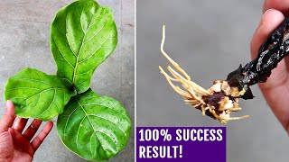 Most EASIEST Way To Propagate Fiddle Leaf FIG [upl. by Asira]