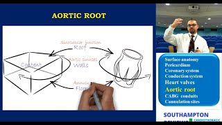 Cardiac Anatomy Aortic Root Anatomy [upl. by Rame]