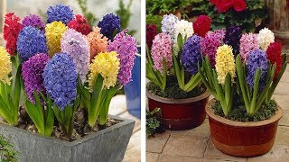 How to Plant Top Size Hyacinths Spring Garden Guide [upl. by Oglesby]