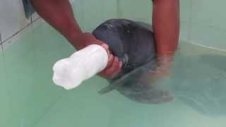 Baby Manatee Feeding [upl. by Adalia671]