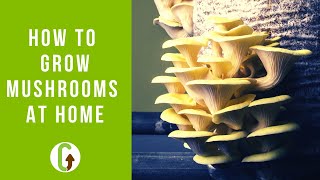 How To Grow Mushrooms At Home EASIEST Low Tech Method GroCycle [upl. by Cecile345]