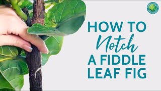 When And How To Notch Your Fiddle Leaf Fig  Tips For Success  Fiddle Leaf Fig Plant Resource [upl. by Hartwell]