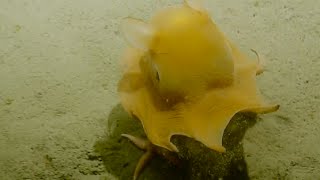 Adorable Flapjack Octopus  Nautilus Live [upl. by Clark]