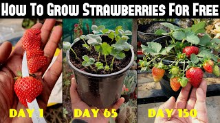 How To Grow Strawberries From Seed  SEED TO HARVEST [upl. by Riva]