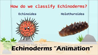 ECHINODERMS Animation [upl. by Blythe776]