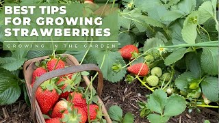 HOW to PLANT and GROW STRAWBERRIES plus TIPS for growing strawberries in HOT CLIMATES [upl. by Intihw402]