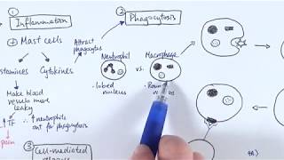 AS Biology  Immune response OVERVIEW OCR A Chapter 1256 [upl. by Ynabe129]