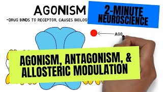 2Minute Neuroscience Agonism Antagonism amp Allosteric Modulation [upl. by Eisac339]