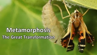 Metamorphosis  The Great Transformation [upl. by Yug]