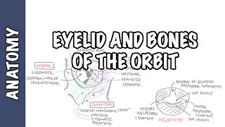 Anatomy Eye Orbit and Eyelid [upl. by Dombrowski]