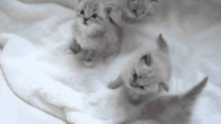 Lacies Baby Mink Ragdoll Kittens [upl. by Uttica147]