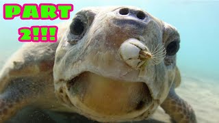 Removing Barnacles from sea turtles PART 2 [upl. by Ahsead597]