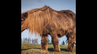 Cushings PPID and Metabolic Syndrome in Horses [upl. by Moraj412]