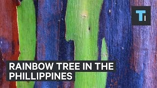 Rainbow tree from the Philippines [upl. by Ninon]